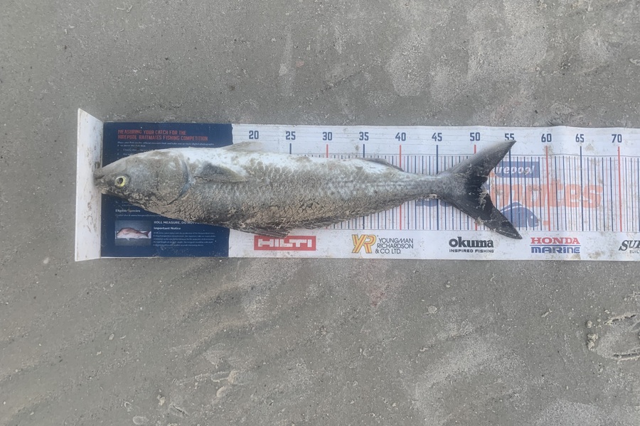 Mark Piskulic caught this 51.0cm Kahawai at Far North during The Hirepool Baitmates Fishing Comp
